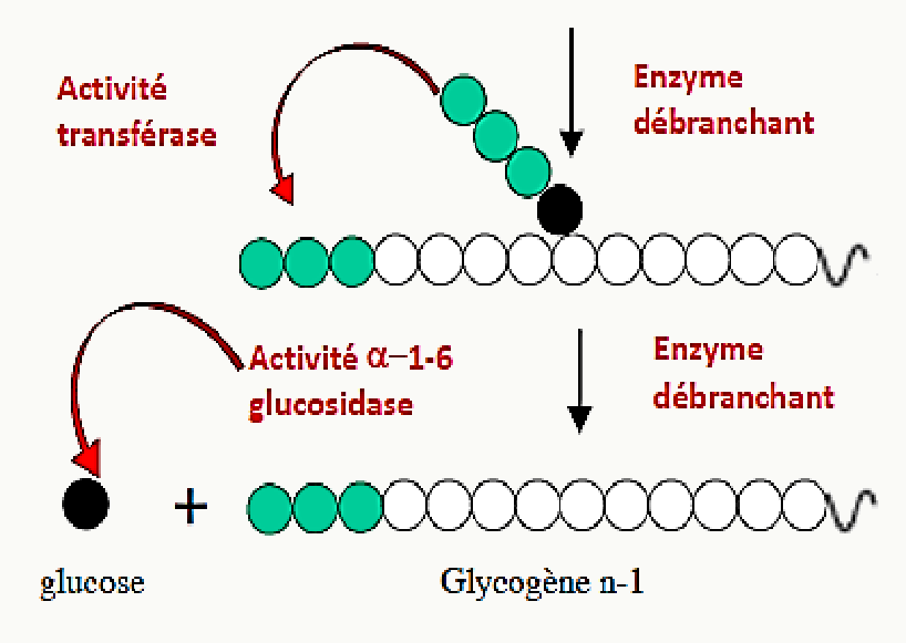 Enzyme débranchante : activité transférase puis activité α-1-6 glucosidase libérant un glucose