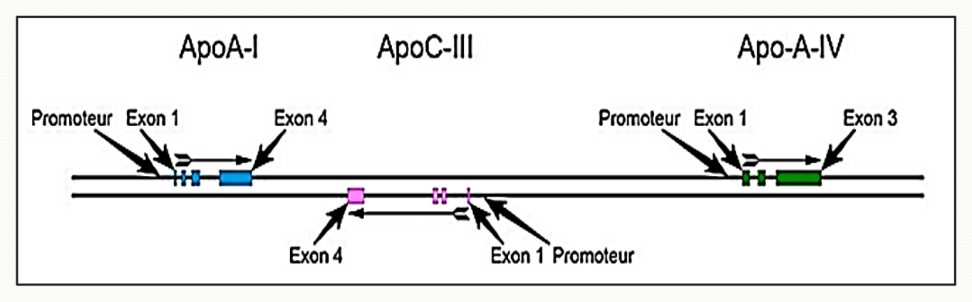 Épissage alternatif illustré par les apolipoprotéines ApoA1 et ApoC3 issues d'un même pré-ARNm