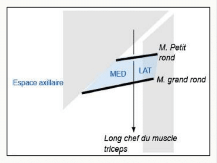 Espaces axillaires médial et latéral délimités par les muscles ronds et le long chef du triceps