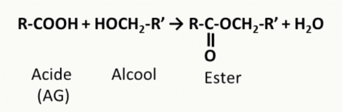 Estérification d'un acide gras par un alcool avec formation d'une liaison ester et perte d'eau