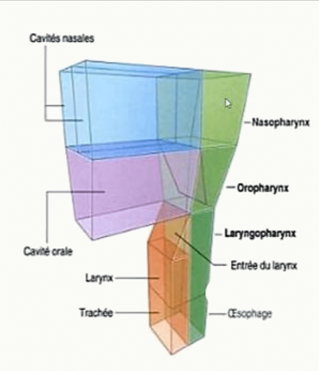 Étages du pharynx : nasopharynx, oropharynx et laryngopharynx