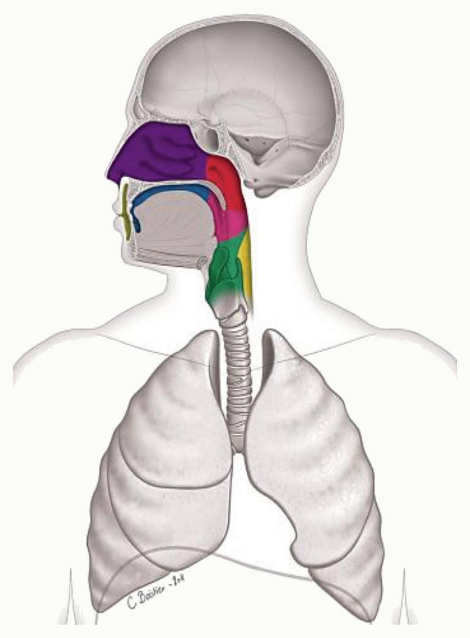 Les trois étages du pharynx : nasopharynx, oropharynx et laryngopharynx