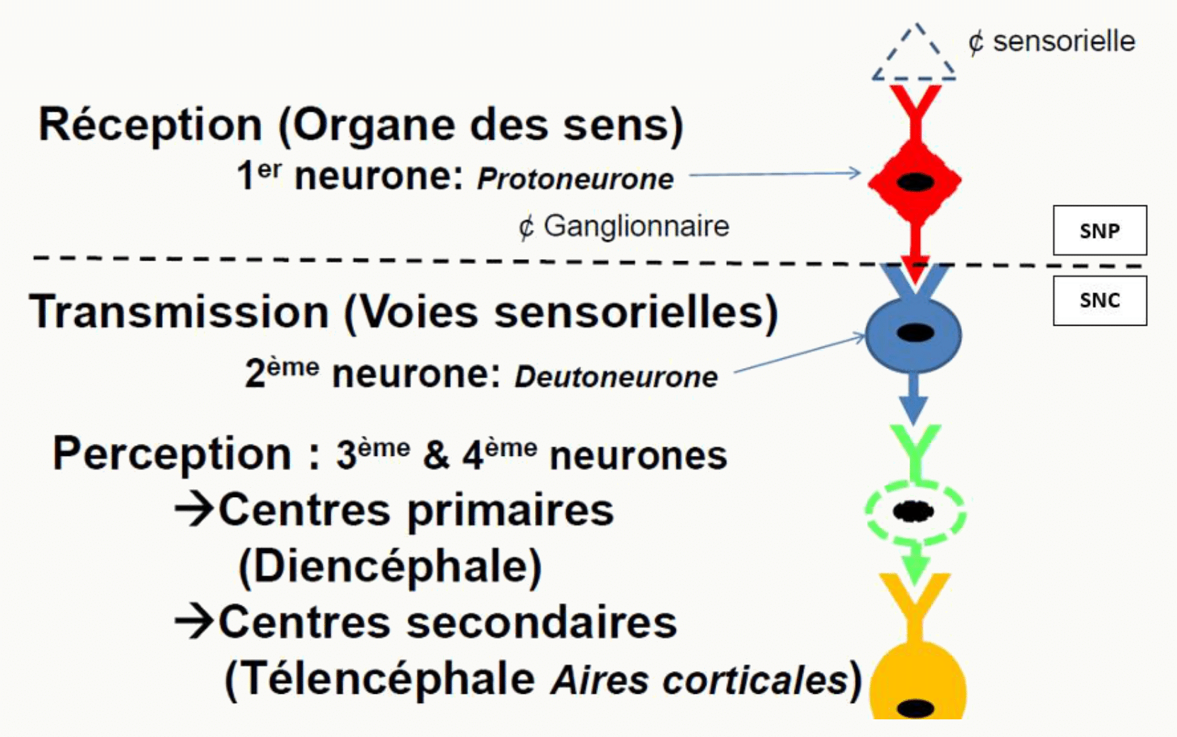 Étapes de la perception sensorielle : réception par l'organe des sens, transmission par les voies sensorielles, perception corticale