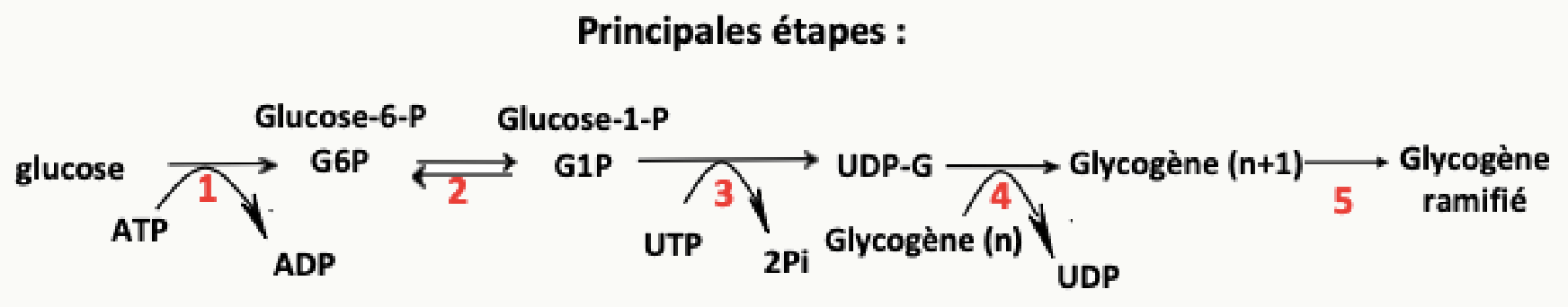Étapes de la glycogénogenèse : glucose, glucose-6-phosphate, glucose-1-phosphate, UDP-glucose puis glycogène