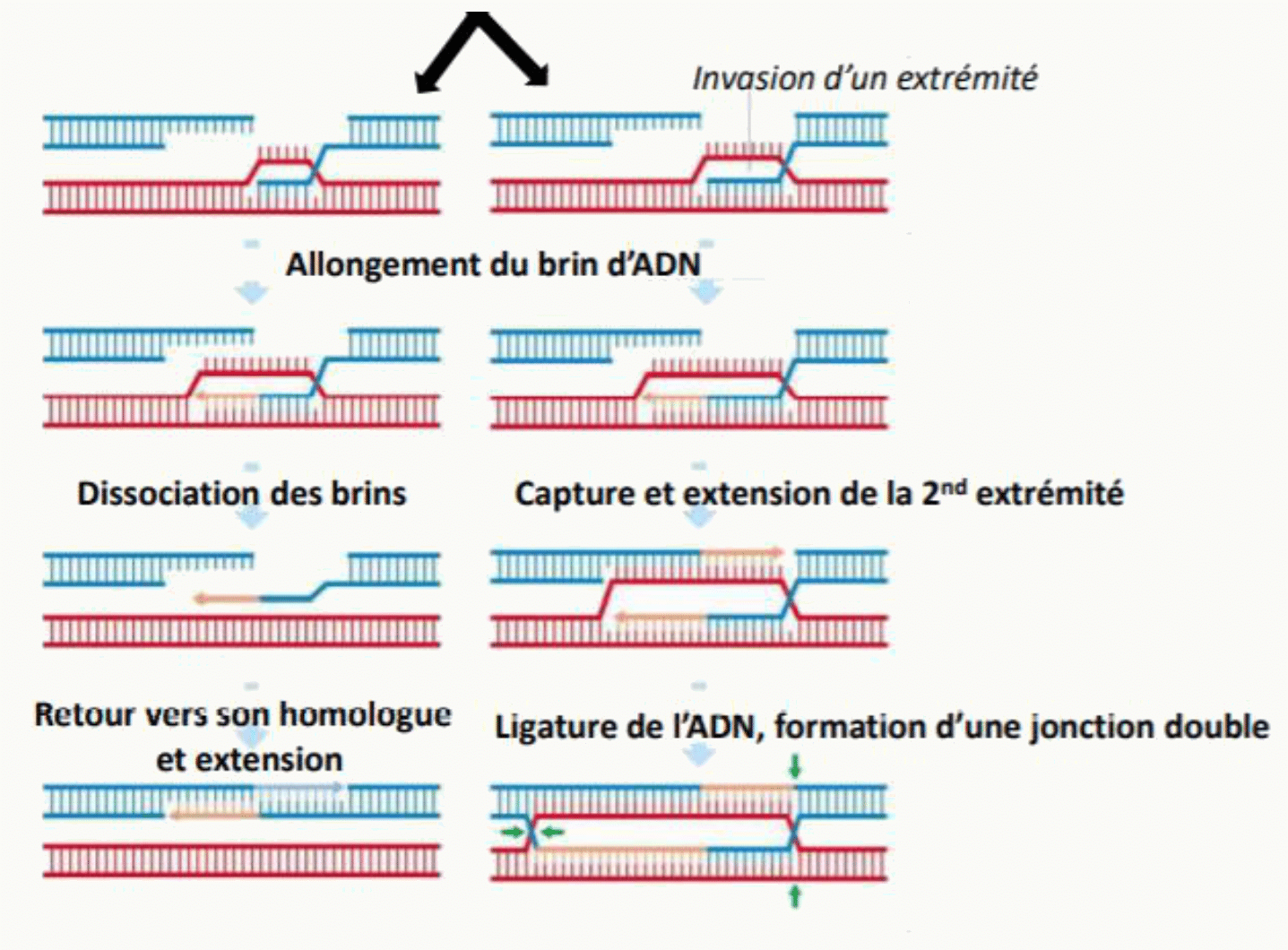 Étapes de la recombinaison homologue jusqu'à la formation d'une jonction double