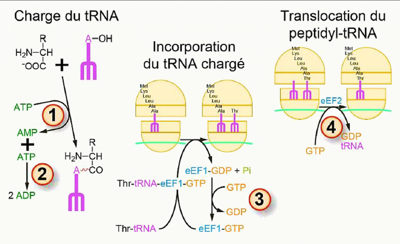 Étapes de la traduction : charge de l'ARNt, incorporation au site A puis translocation du peptidyl-ARNt