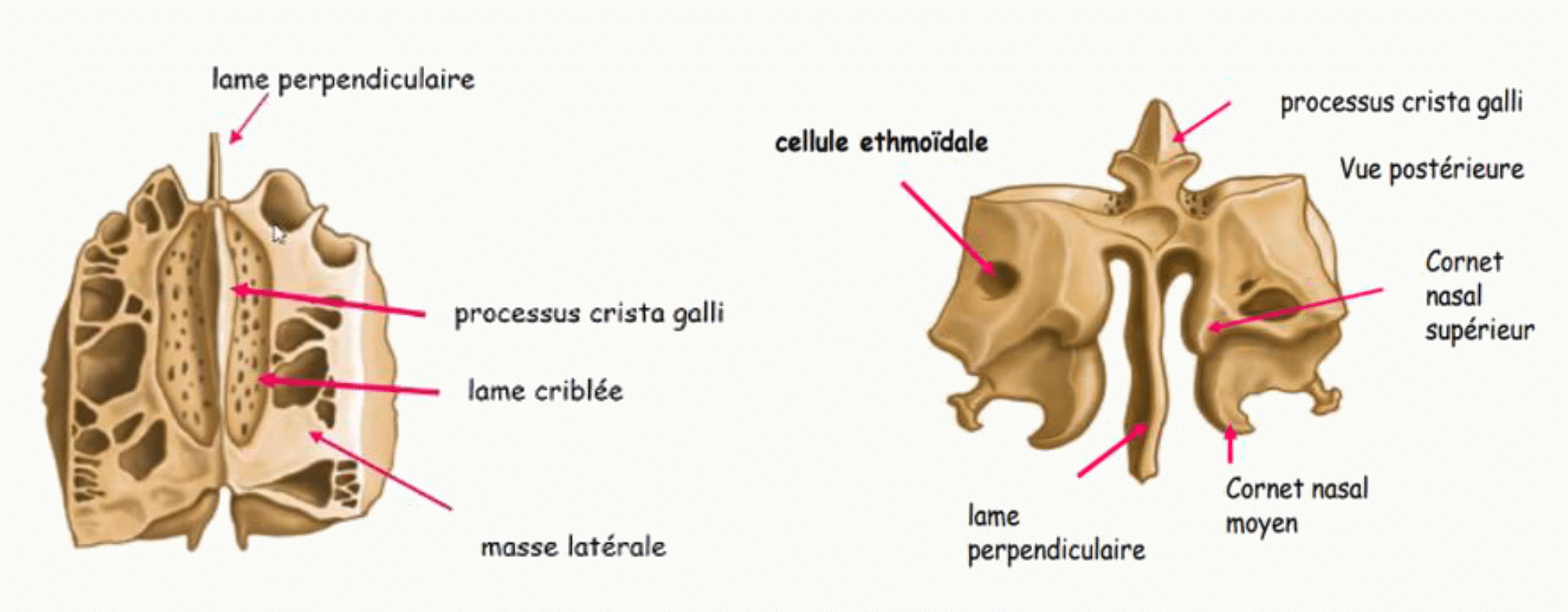 Ethmoïde avec sa lame perpendiculaire, sa crista galli, sa lame criblée et ses masses latérales