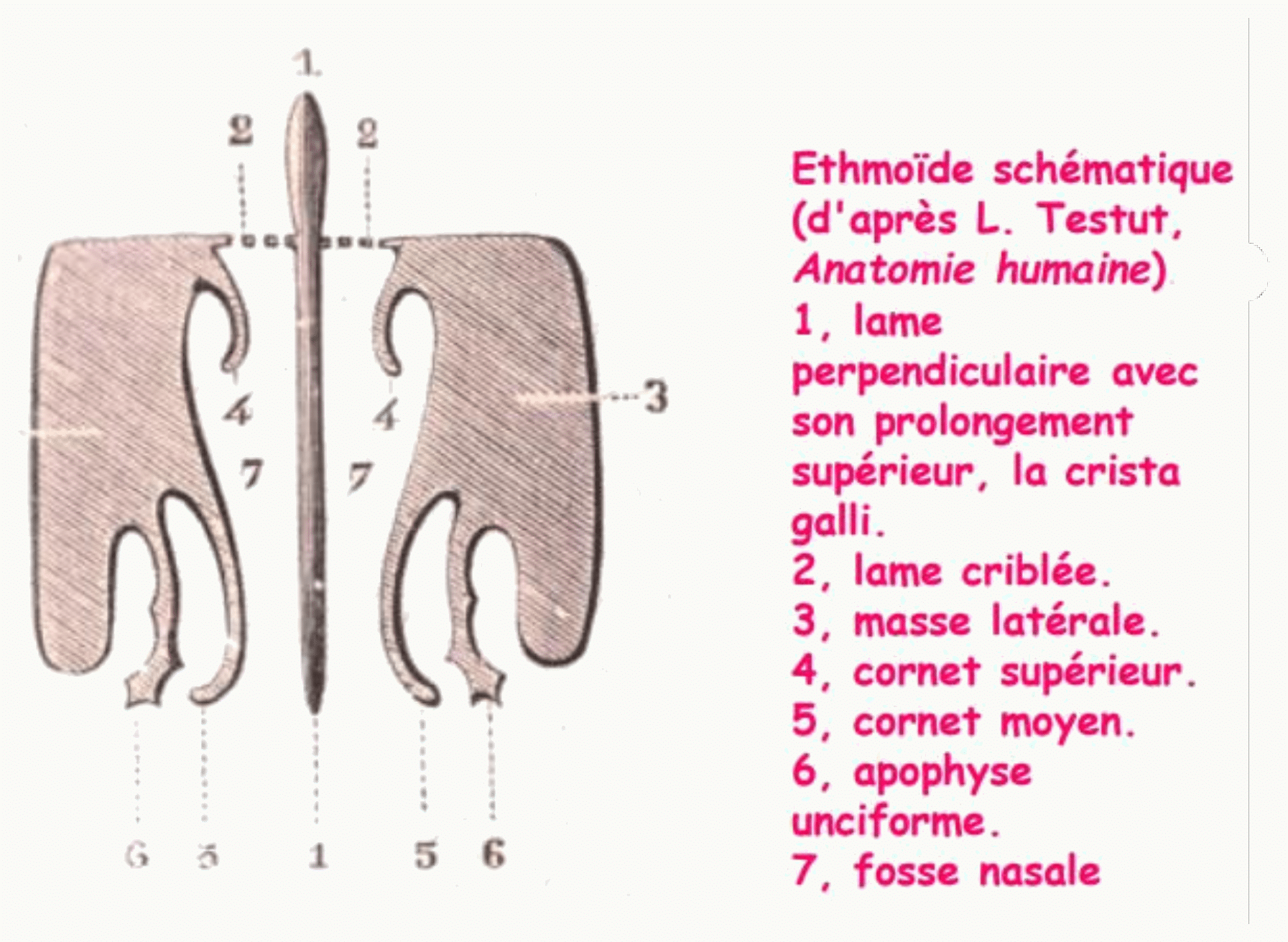 Schéma de l'ethmoïde d'après Testut : lame criblée, lame perpendiculaire, cornets et fosses nasales