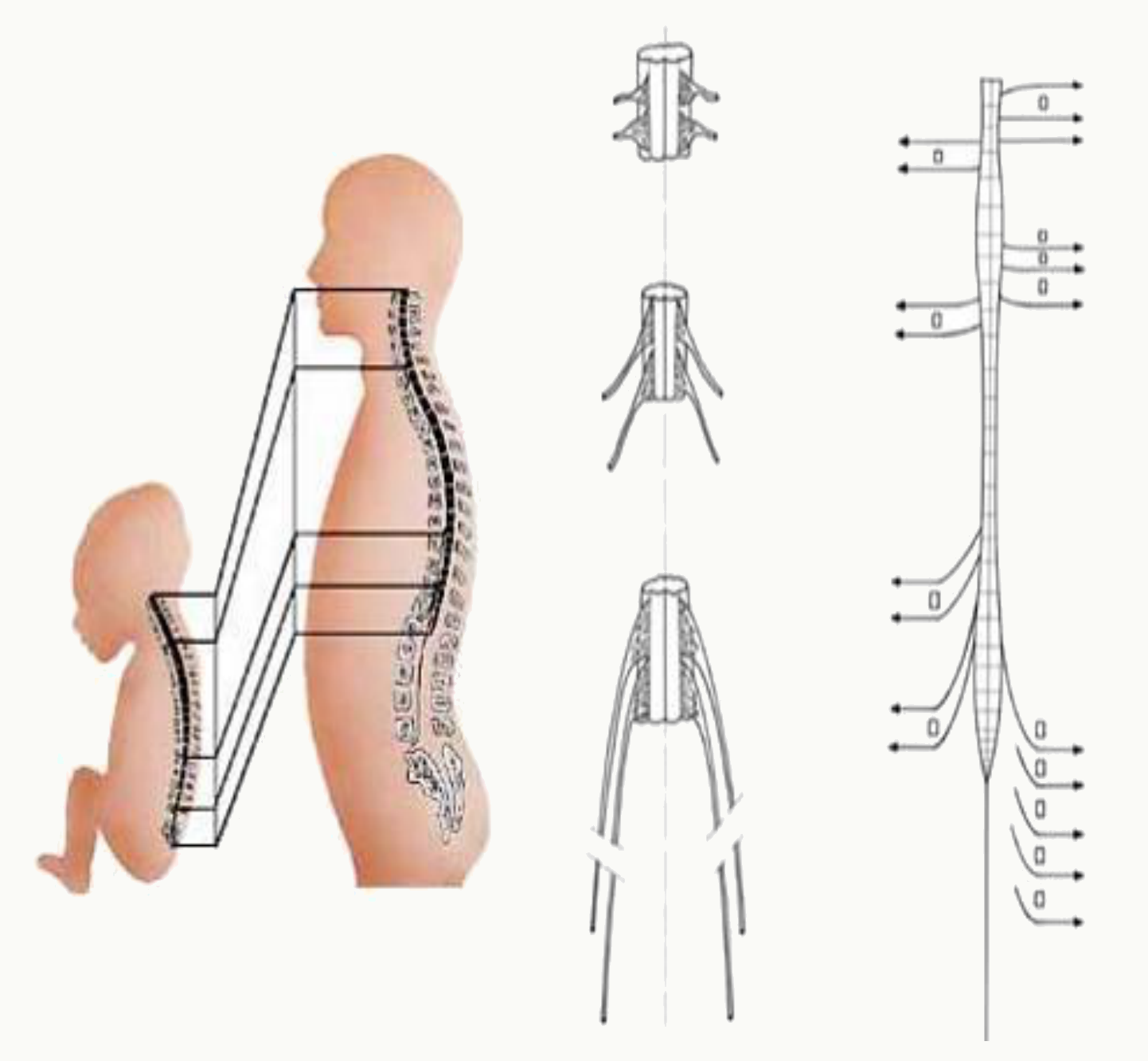 Évolution de la position de l'extrémité de la moelle spinale au cours du développement