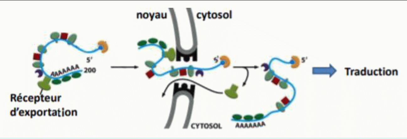 Export de l'ARNm hors du noyau par son récepteur d'exportation, avant traduction dans le cytosol