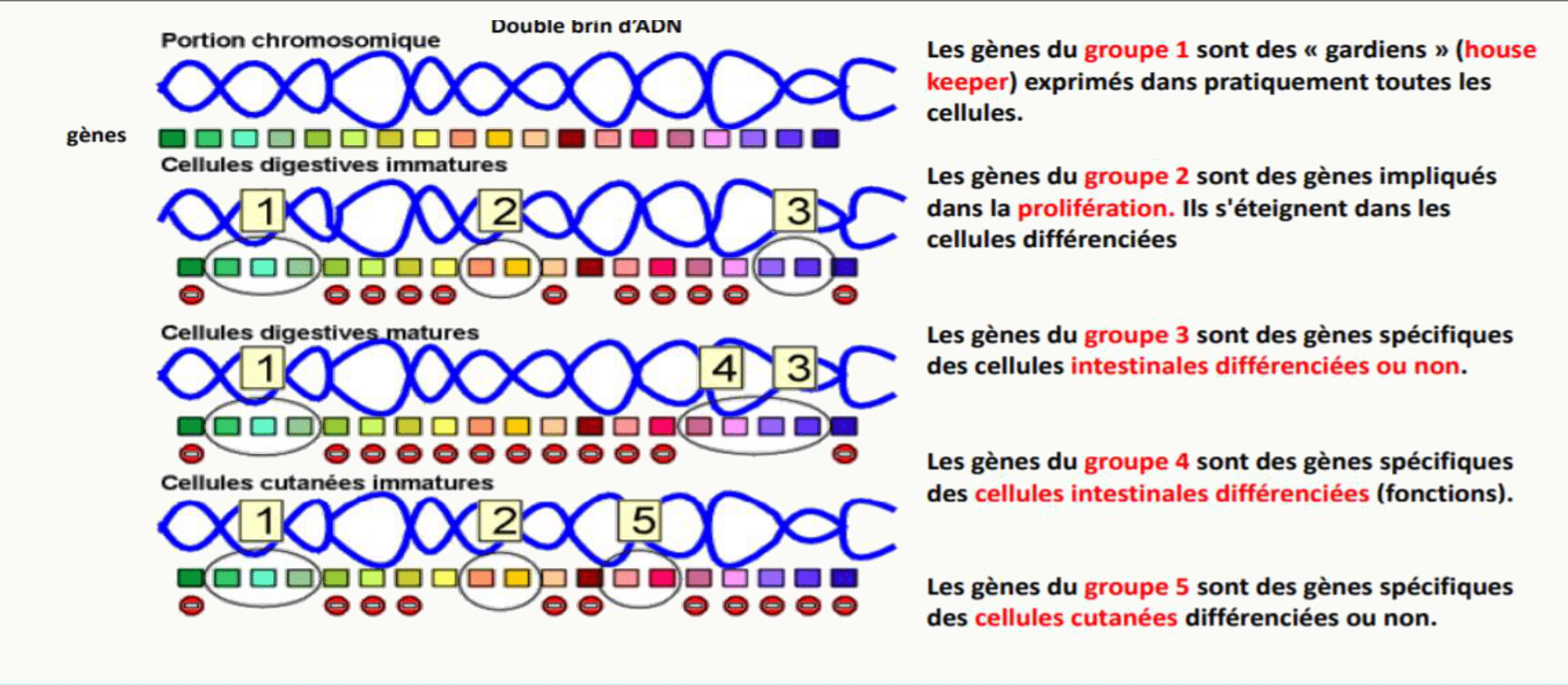 Expression génique différentielle selon le type cellulaire : gènes de ménage, gènes de prolifération et gènes spécifiques