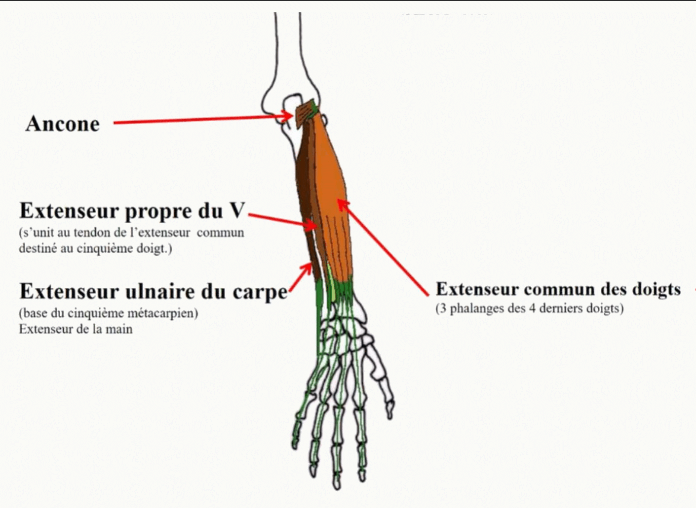 Extenseur propre du cinquième doigt et extenseur ulnaire du carpe