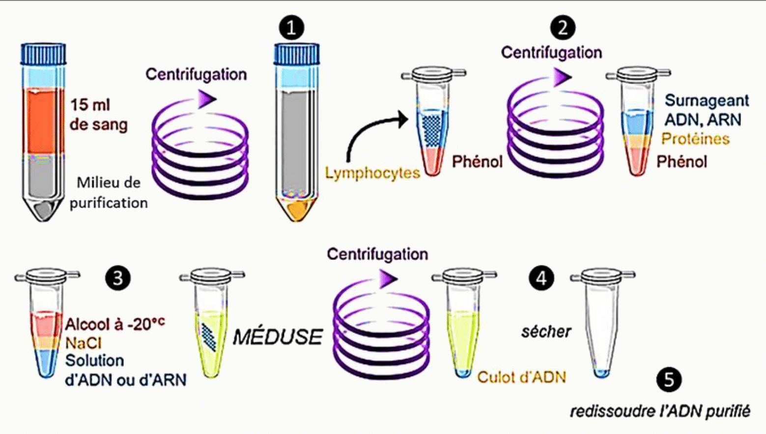 Protocole d'extraction de l'ADN : centrifugation, lyse, déprotéinisation au phénol et précipitation