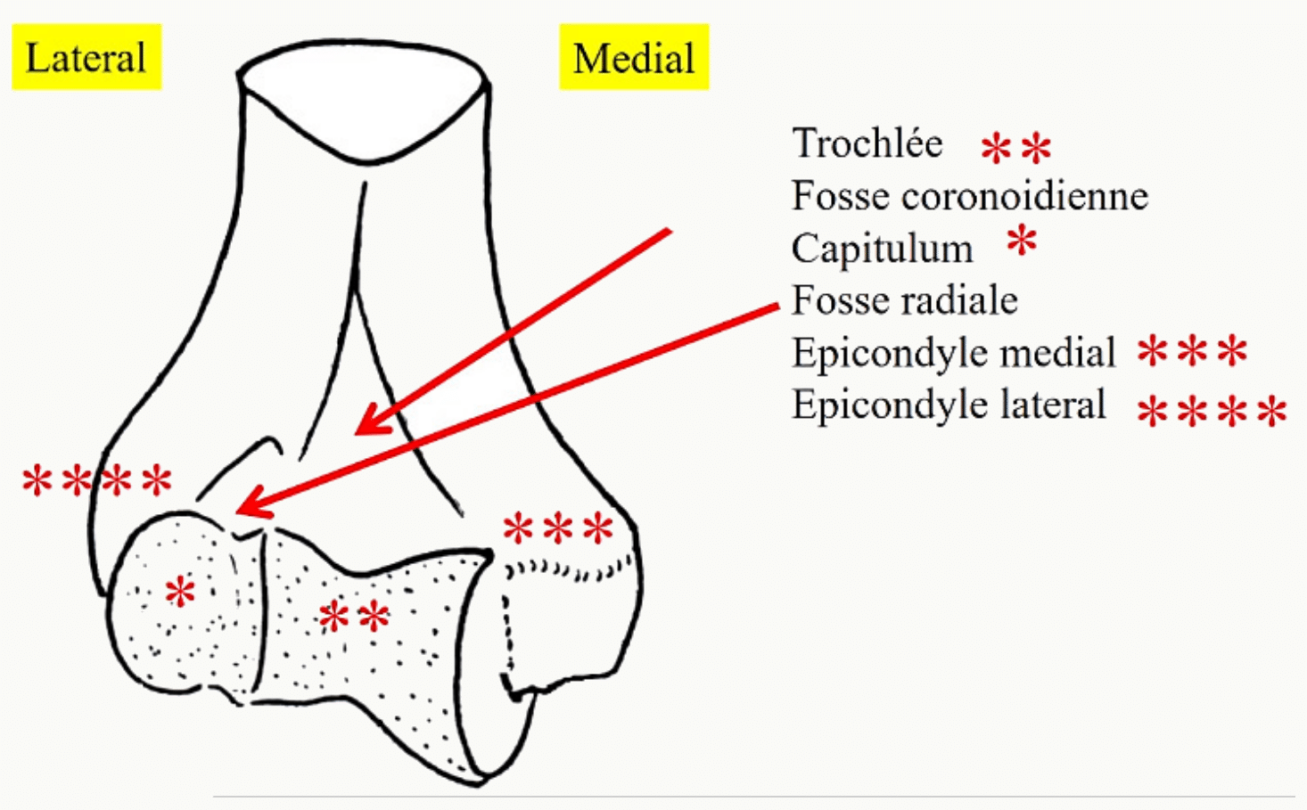 Extrémité distale de l'humérus : trochlée, capitulum, fosses coronoïdienne et radiale, épicondyles médial et latéral