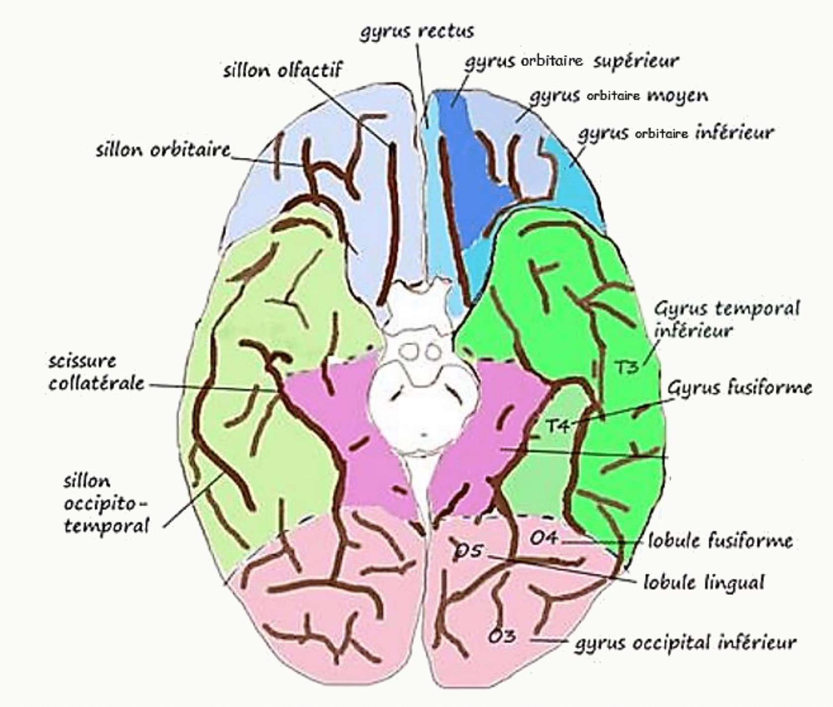 Face inférieure de l'hémisphère avec le gyrus rectus, le sillon olfactif et les gyrus temporo-occipitaux