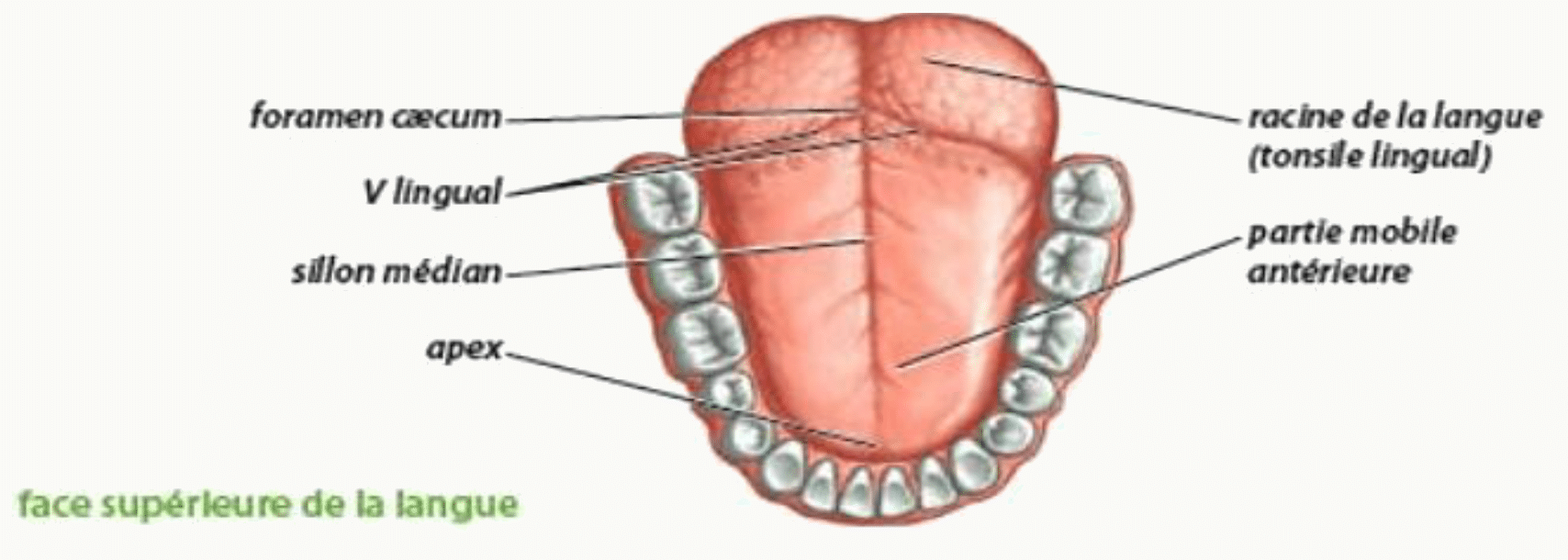 Face supérieure de la langue avec le V lingual, le sillon médian et le foramen caecum