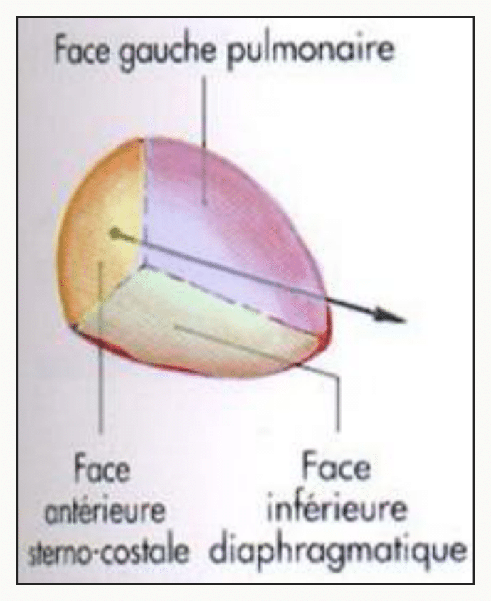 Faces du cœur : antérieure sterno-costale, inférieure diaphragmatique et gauche pulmonaire