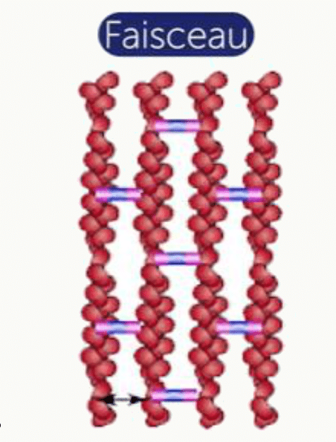 Faisceau de filaments d'actine parallèles reliés par des protéines de pontage