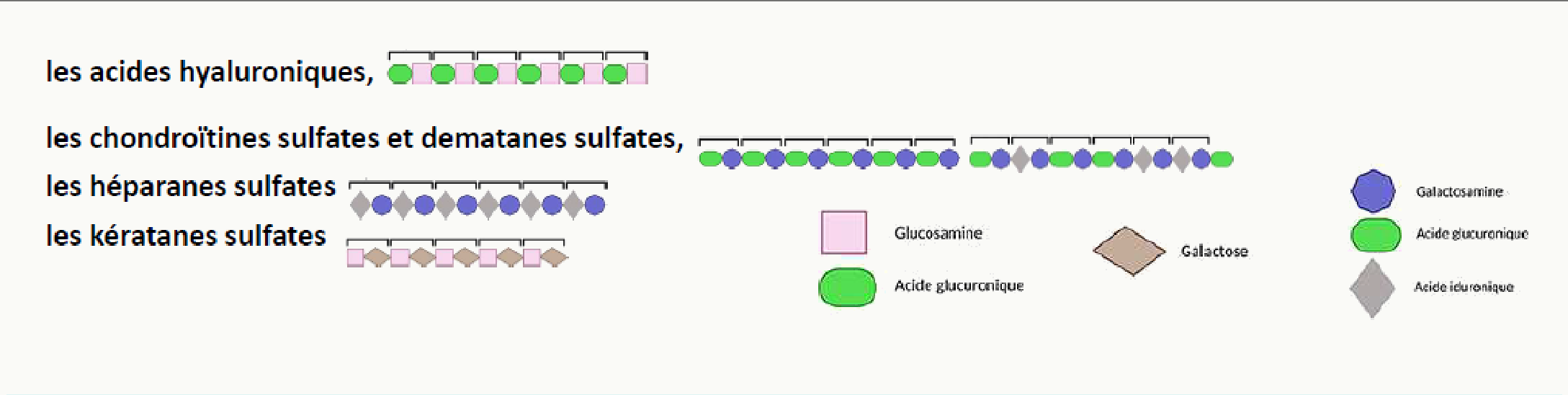 Familles de glycosaminoglycanes : acide hyaluronique, chondroïtine et dermatane sulfates, héparane et kératane sulfates