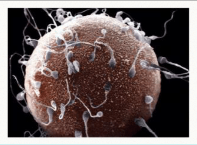 Spermatozoïdes au contact d'un ovocyte, en microscopie électronique à balayage