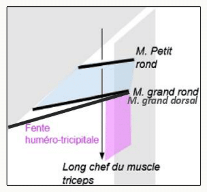 Fente huméro-tricipitale entre l'humérus et le long chef du triceps