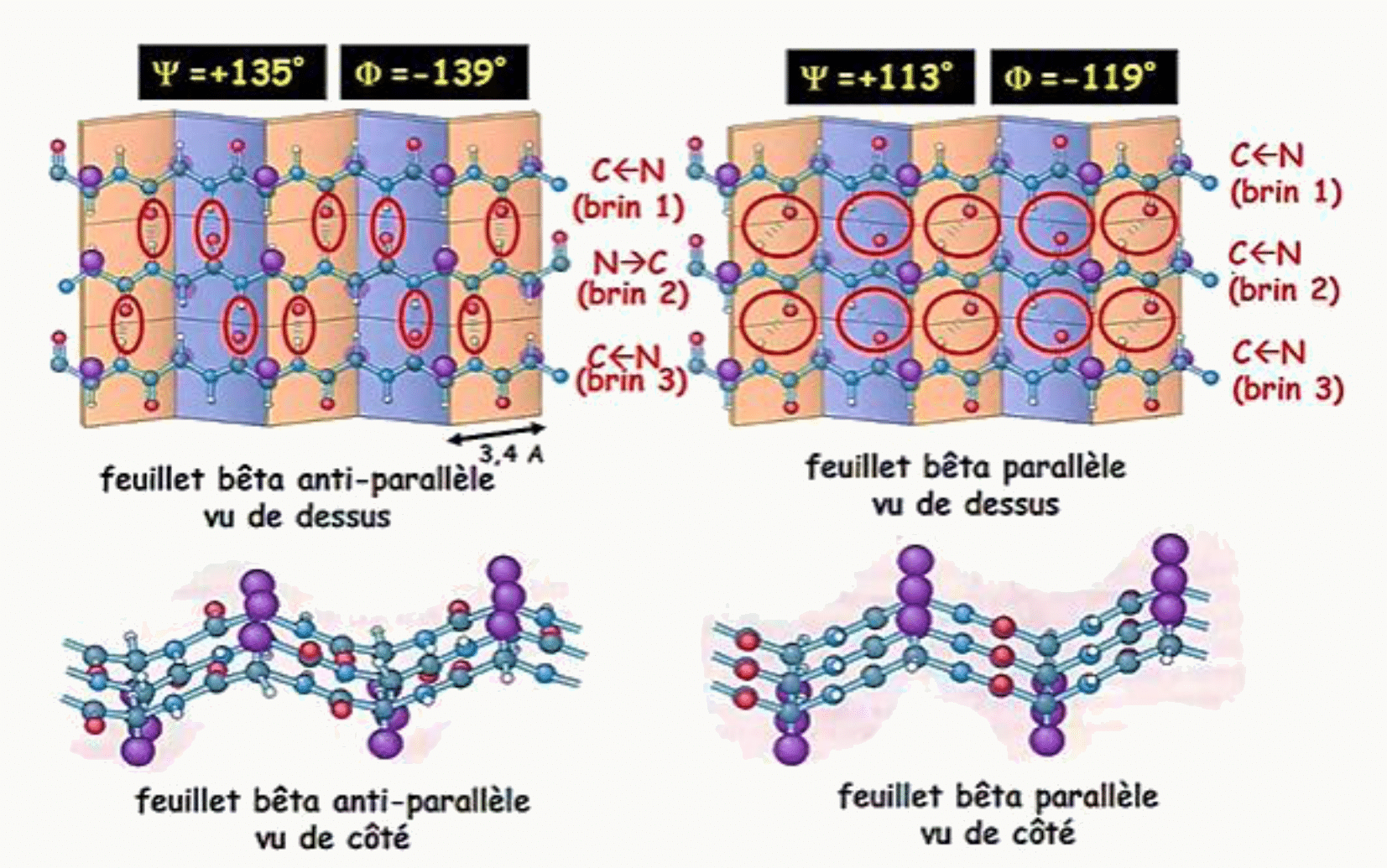 Feuillets bêta parallèles et antiparallèles vus de dessus et de côté, avec leurs angles phi et psi