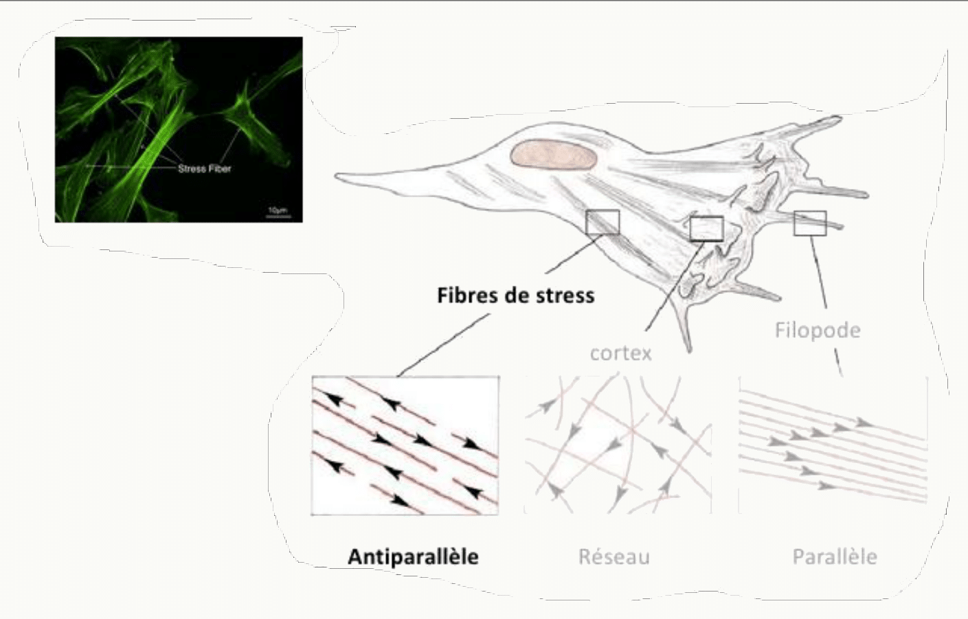 Fibres de stress et organisation antiparallèle de leurs filaments d'actine