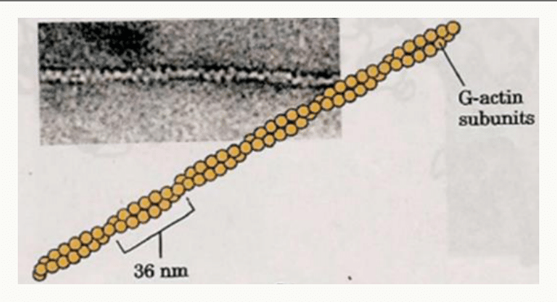 Filament d'actine F formé de sous-unités de G-actine, avec un pas de 36 nm