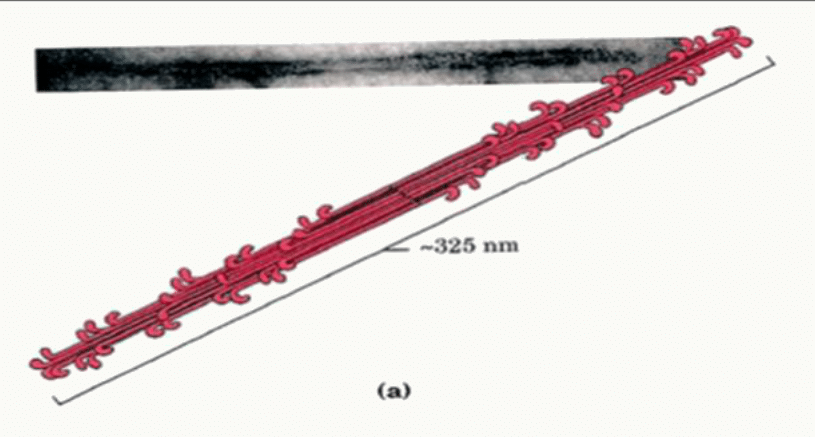Filament épais formé par l'assemblage bipolaire de molécules de myosine sur 325 nm
