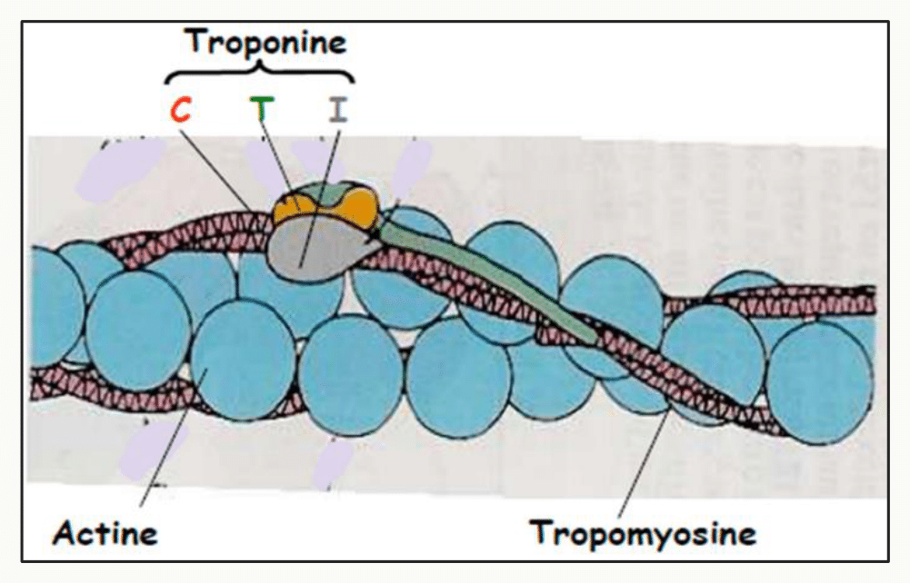 Filament fin associant l'actine, la tropomyosine et le complexe troponine C, T et I