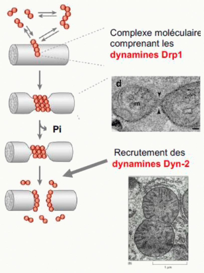 Fission mitochondriale par assemblage des dynamines Drp1 en anneau puis recrutement de Dyn-2