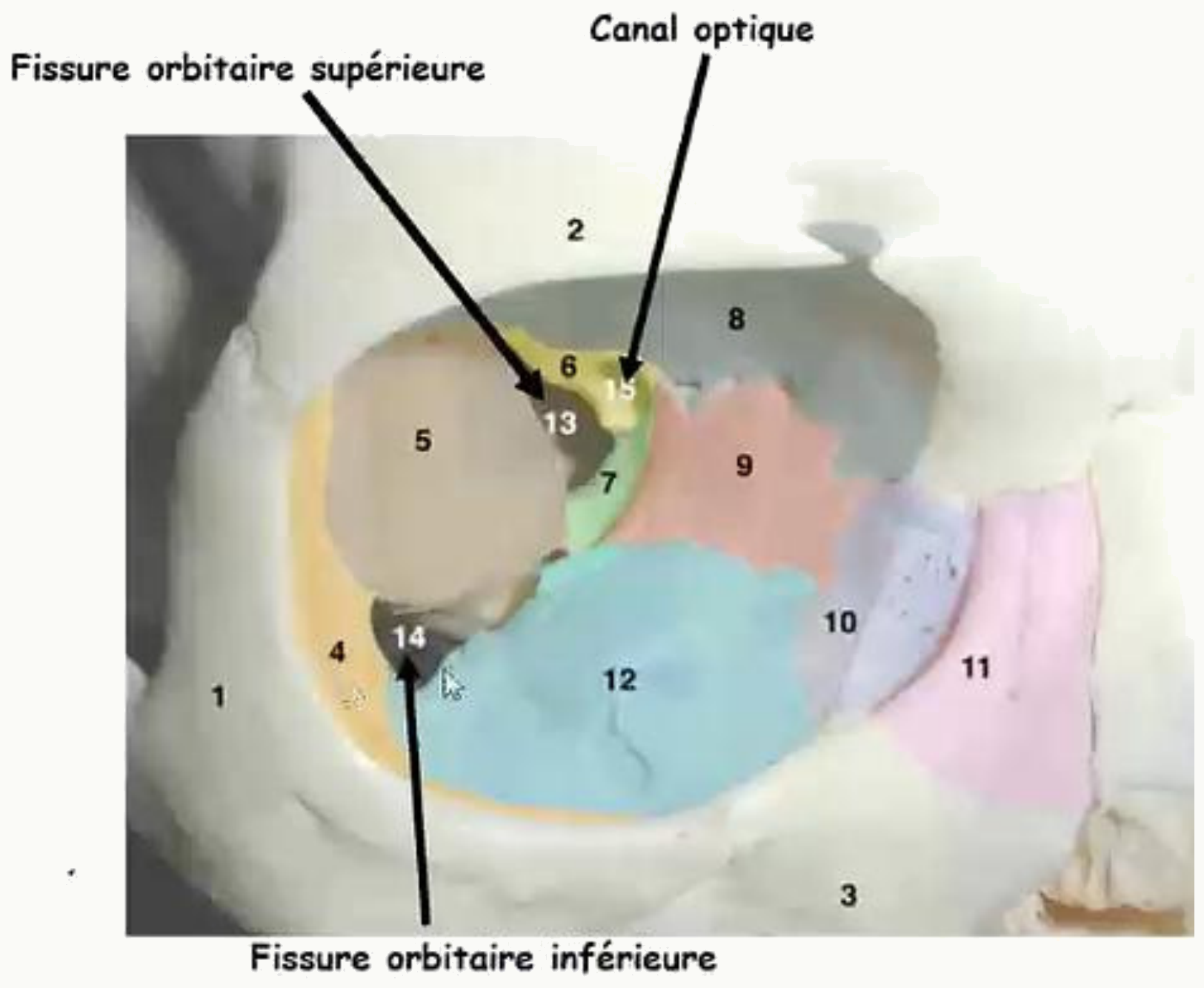 Fissures orbitaires supérieure et inférieure et canal optique au fond de l'orbite
