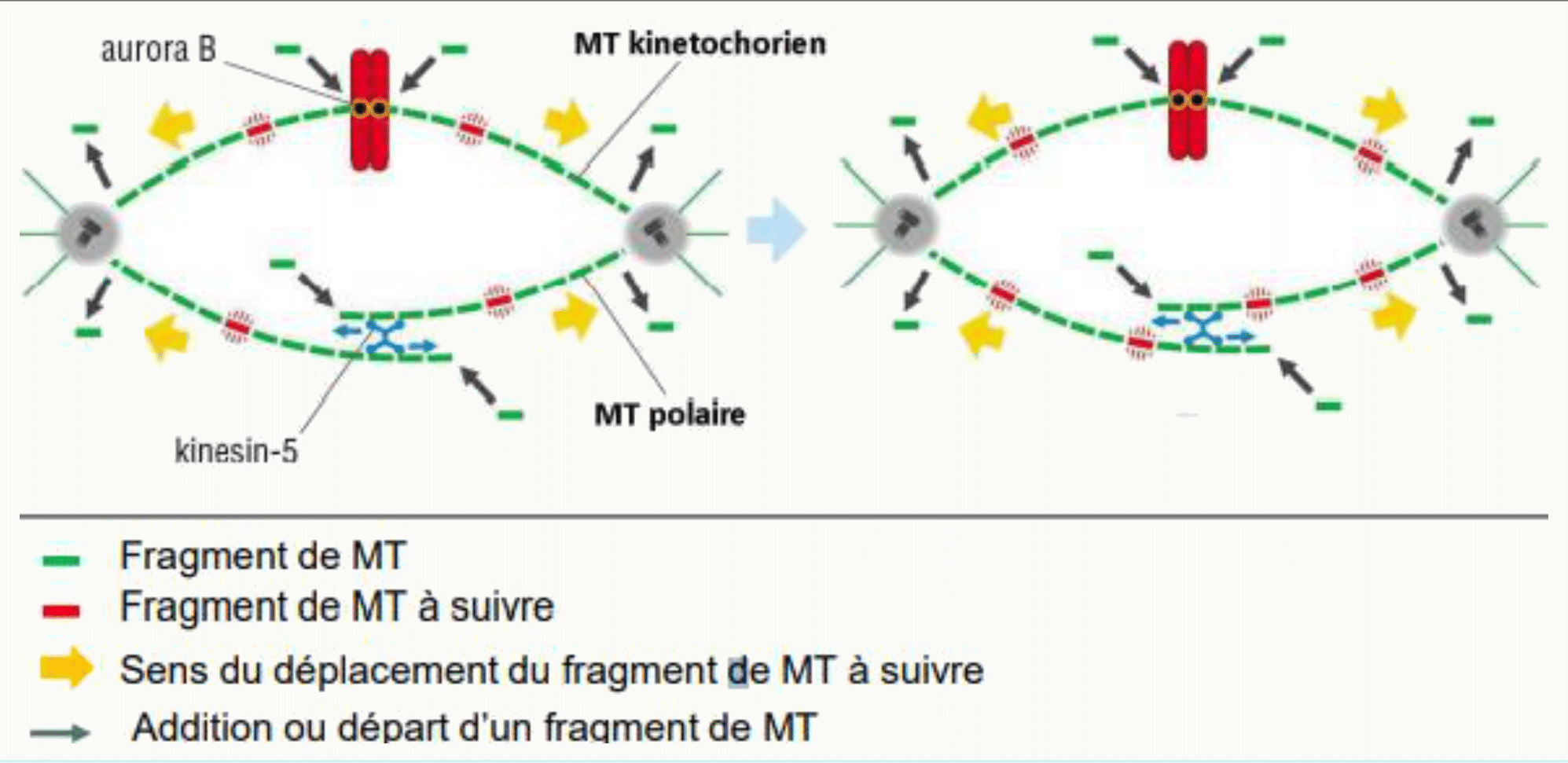 Flux des microtubules du fuseau depuis le kinétochore vers les pôles