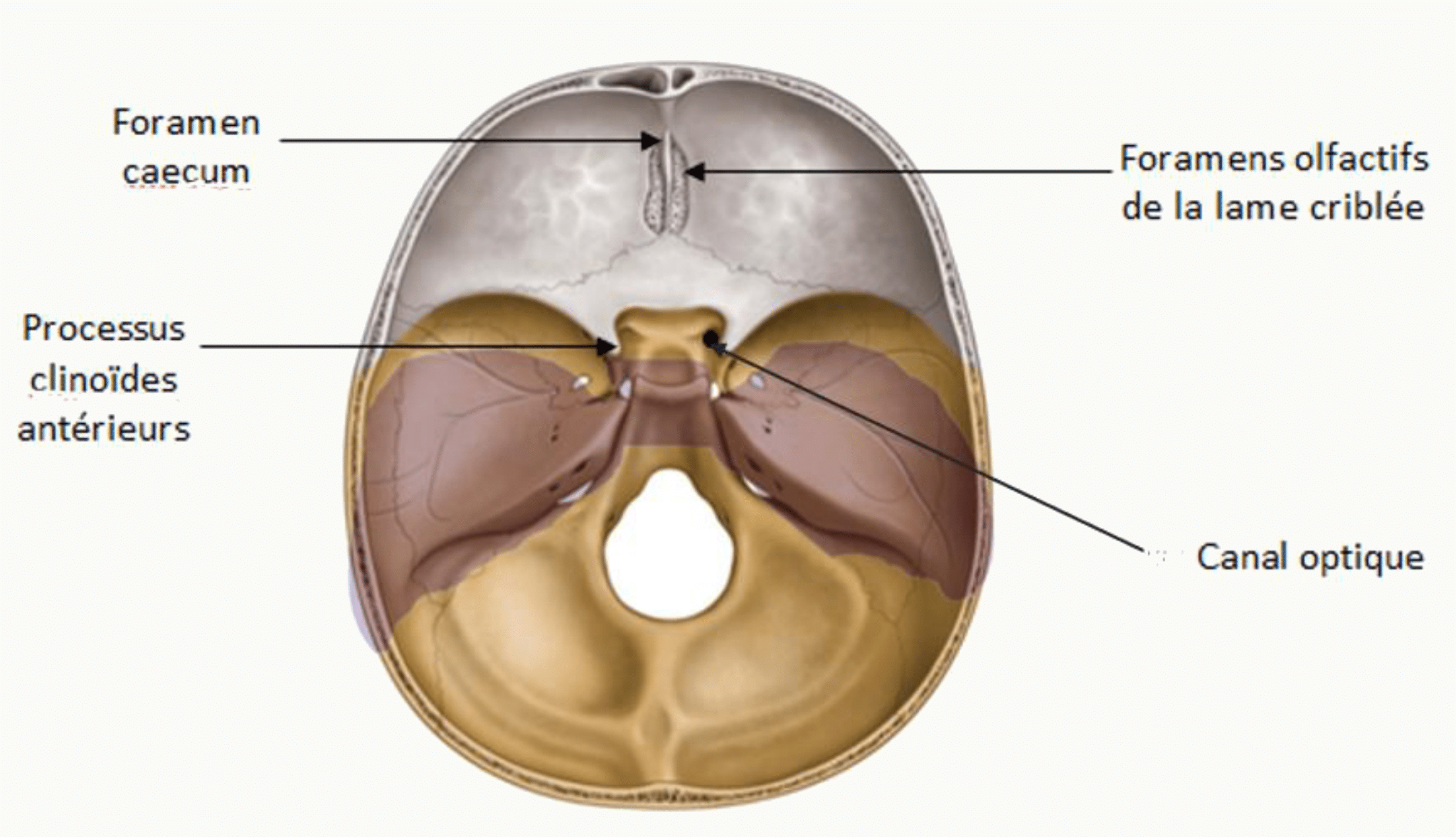 Foramen caecum et processus clinoïdes antérieurs sur la base du crâne