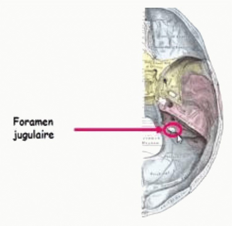 Foramen jugulaire entre l'occipital et le rocher du temporal
