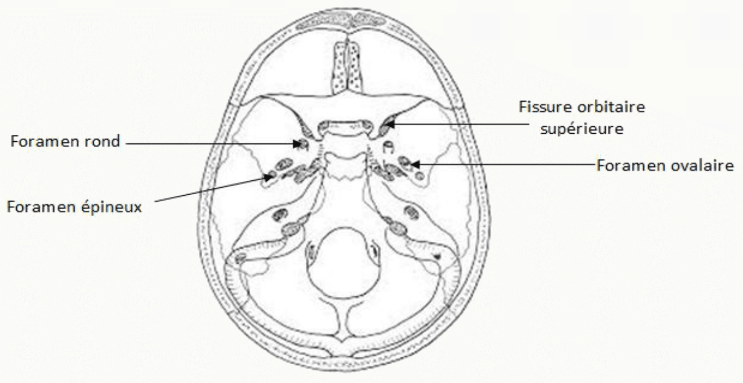 Foramen rond, foramen ovale, foramen épineux et fissure orbitaire supérieure de la fosse moyenne