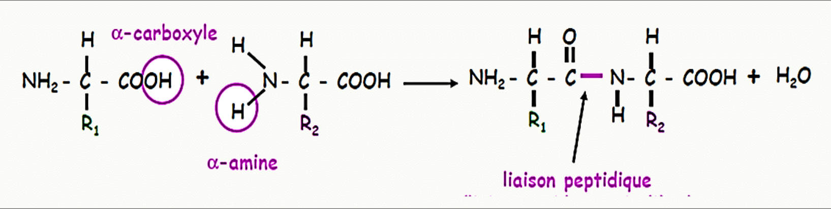 Formation d'une liaison peptidique entre l'α-carboxyle d'un acide aminé et l'α-amine du suivant, avec perte d'eau