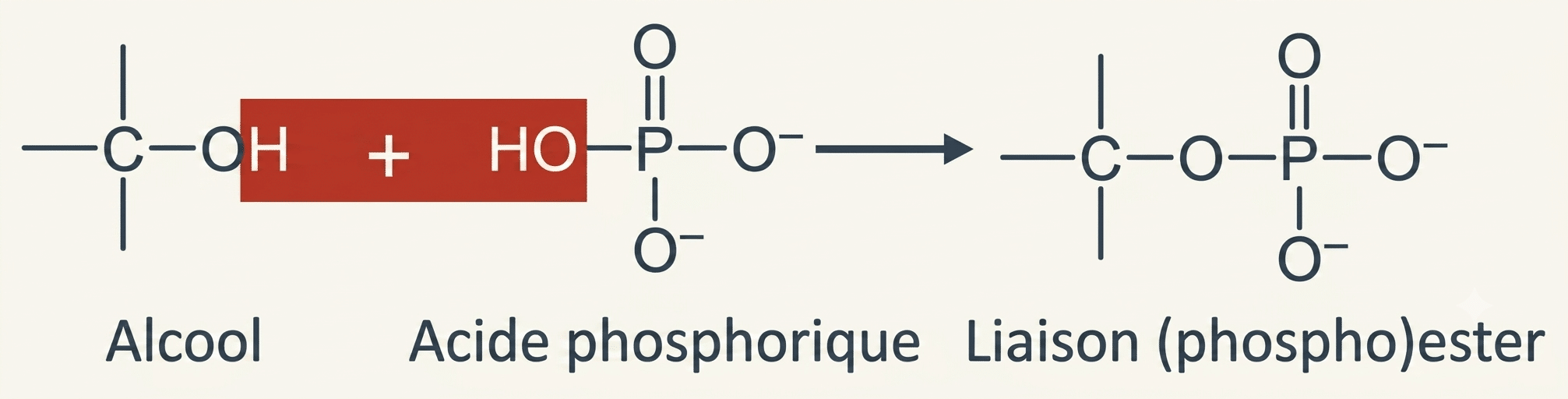 Formation d'une liaison phosphoester entre un alcool et l'acide phosphorique