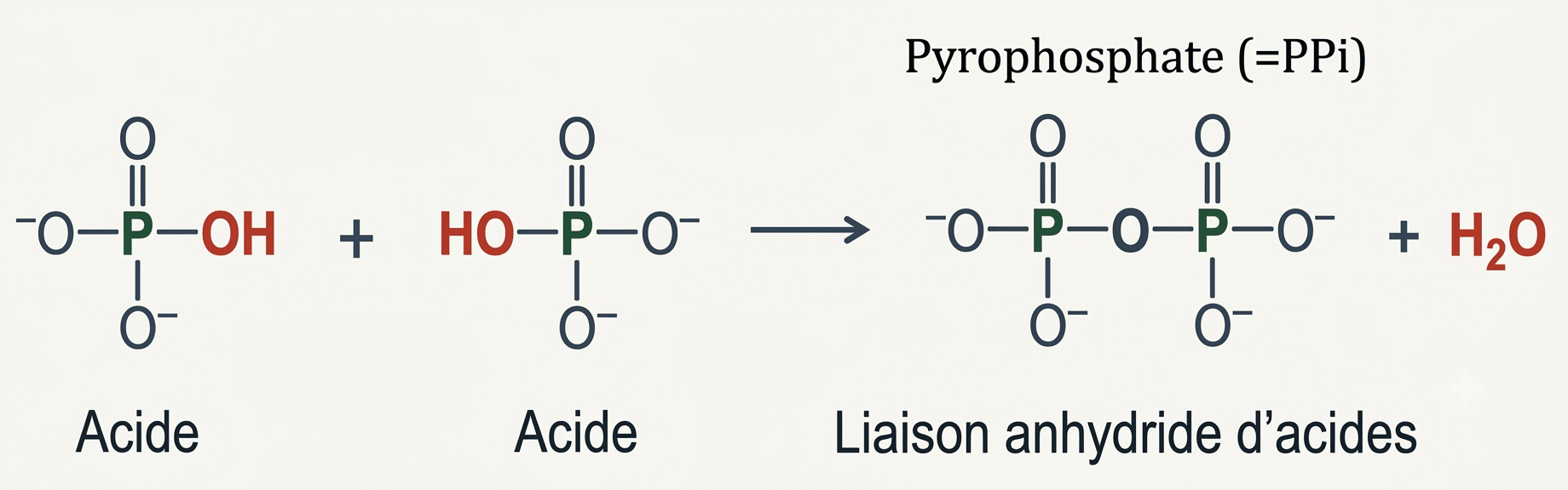 Formation d'un pyrophosphate par liaison anhydride d'acide entre deux phosphates
