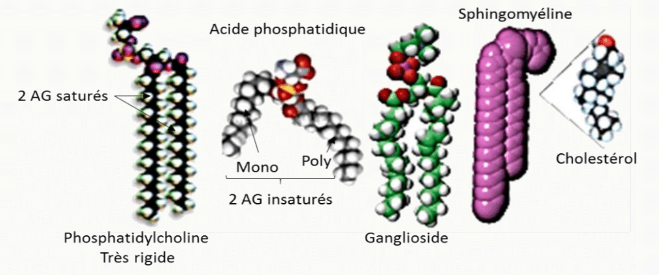 Formes moléculaires des lipides membranaires : acide phosphatidique, phosphatidylcholine, ganglioside et cholestérol