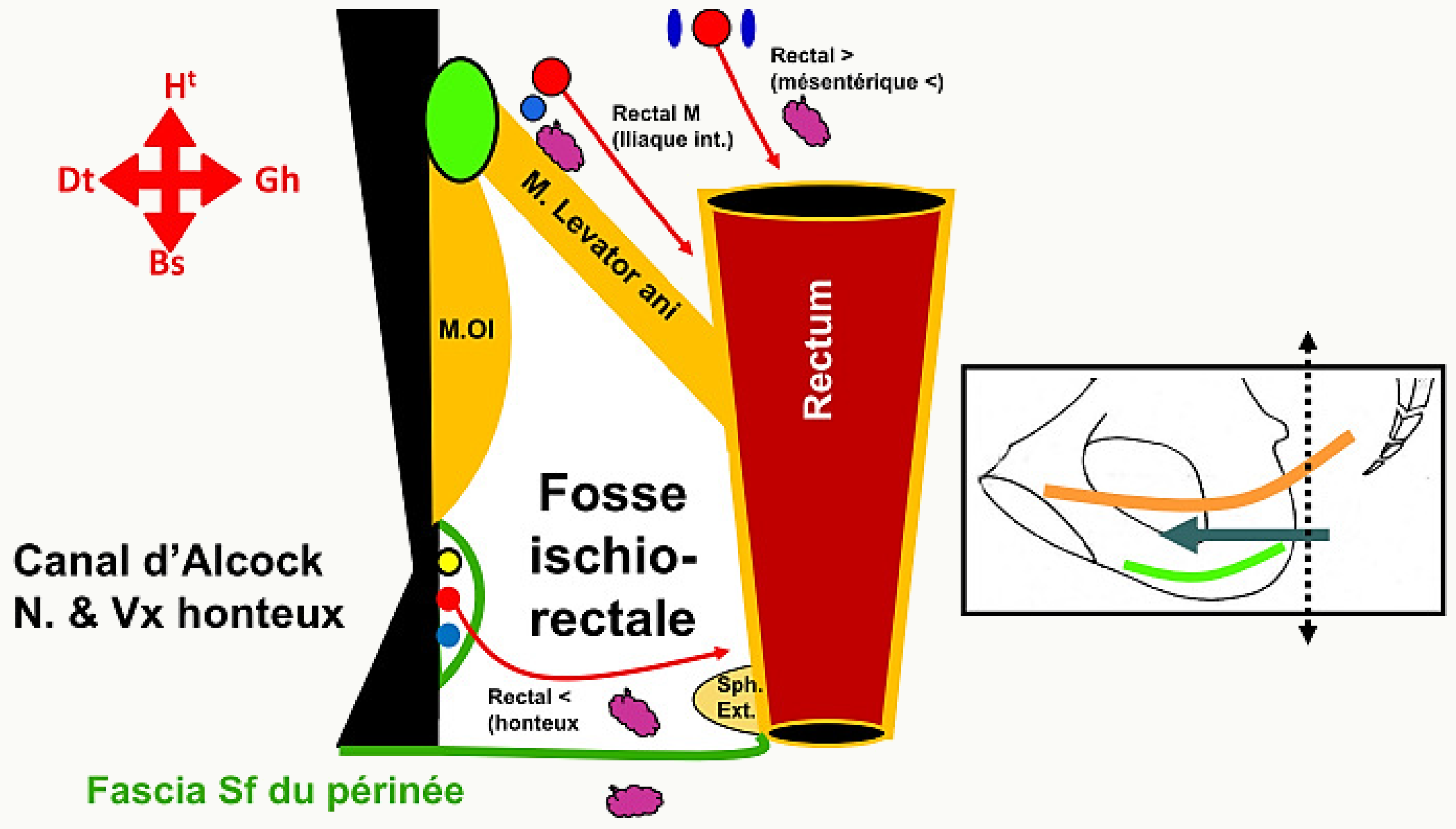 Fosse ischio-rectale et canal d'Alcock contenant le nerf et les vaisseaux pudendaux