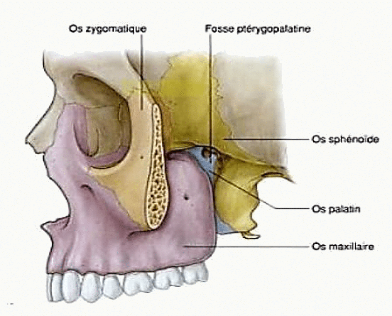 Fosse ptérygo-palatine et os qui la limitent : sphénoïde, palatin et maxillaire