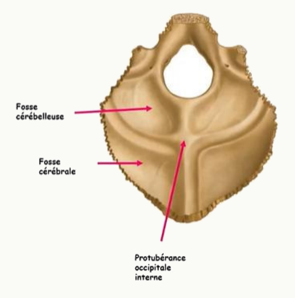 Fosses cérébrales et cérébelleuses de la face endocrânienne de l'occipital, séparées par la protubérance interne