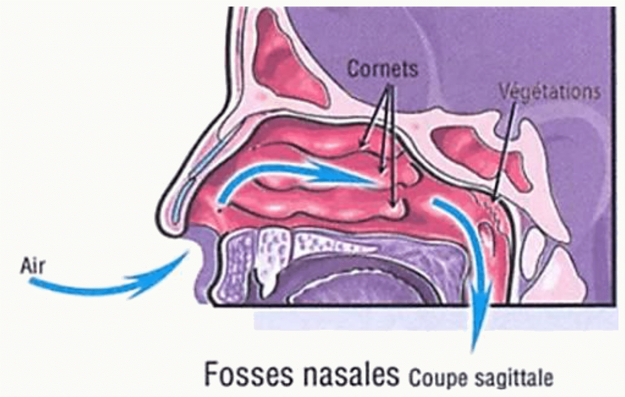 Fosses nasales en coupe sagittale avec les cornets et le vestibule
