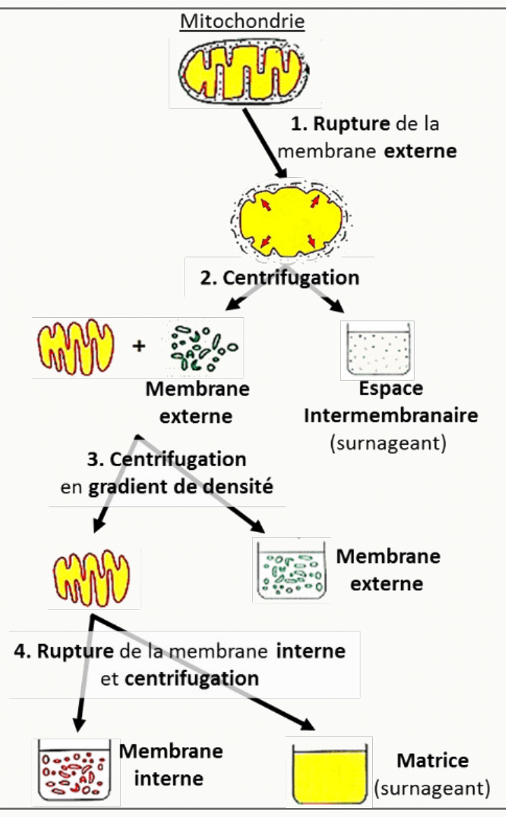 Fractionnement d'une mitochondrie par ruptures successives et centrifugations pour séparer membranes et matrice