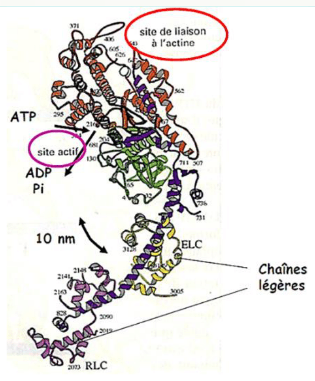 Fragment S1 de la myosine avec son site actif ATPasique et son site de liaison à l'actine