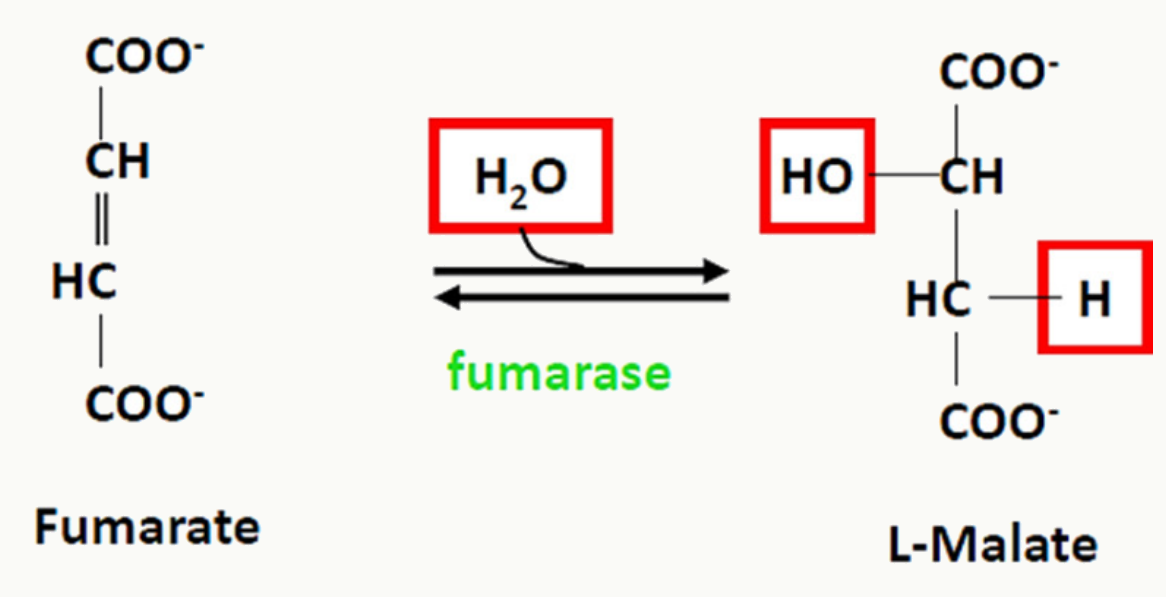Hydratation du fumarate en L-malate par la fumarase
