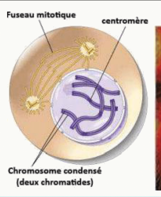 Fuseau mitotique en formation et chromosome condensé à deux chromatides avec son centromère