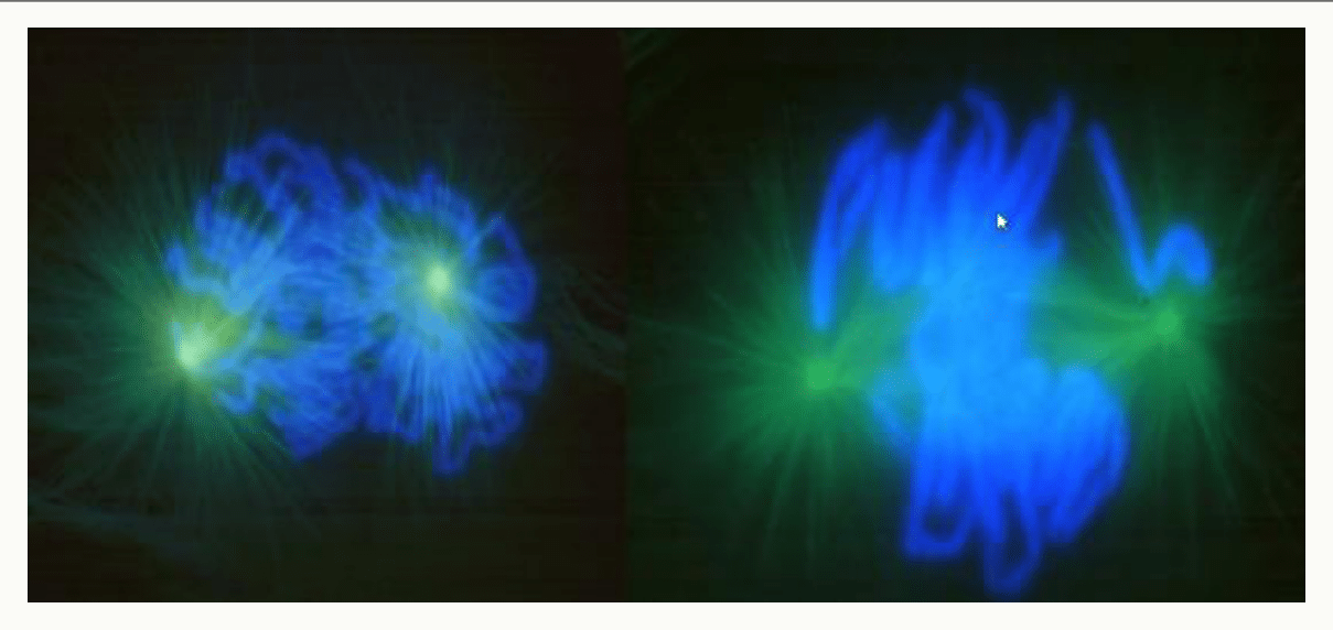 Fuseau mitotique et chromosomes révélés par immunofluorescence
