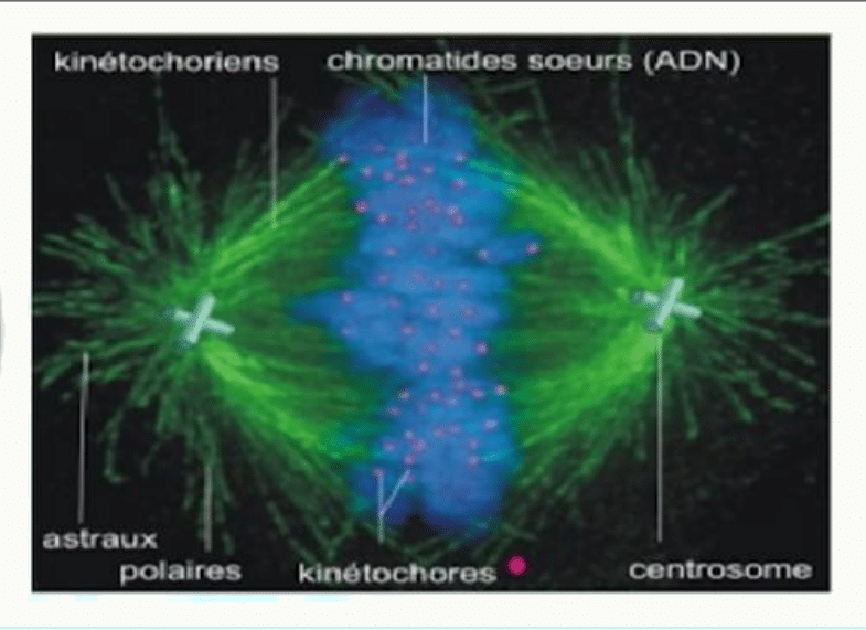 Fuseau mitotique et ses microtubules kinétochoriens, polaires et astraux